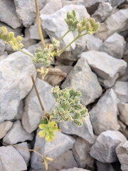 Heracleum ligusticifolium