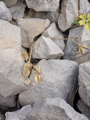 Heracleum ligusticifolium