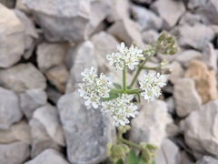Heracleum ligusticifolium