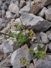 Heracleum ligusticifolium