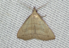 Macrochilo litophora