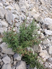 Scrophularia rupestris