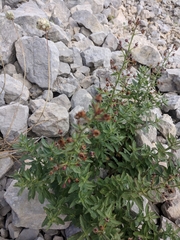 Scrophularia rupestris