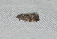 Gymnandrosoma punctidiscanum