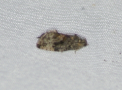 Gymnandrosoma punctidiscanum