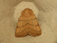 Charanyca trigrammica