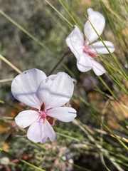 Pelargonium ovale