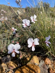Pelargonium ovale