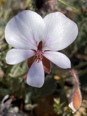 Pelargonium ovale