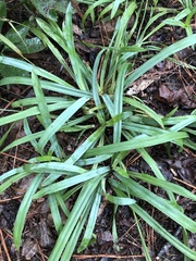 Carex flaccosperma