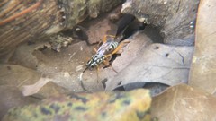 Lymeon orbus
