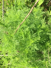 Oncosiphon suffruticosus