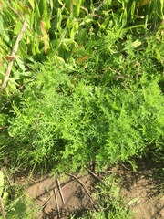 Oncosiphon suffruticosus