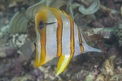 Chelmon rostratus