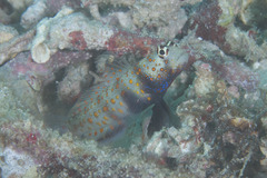 Amblyeleotris guttata