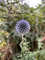 Echinops exaltatus
