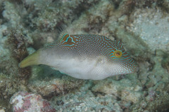 Canthigaster compressa