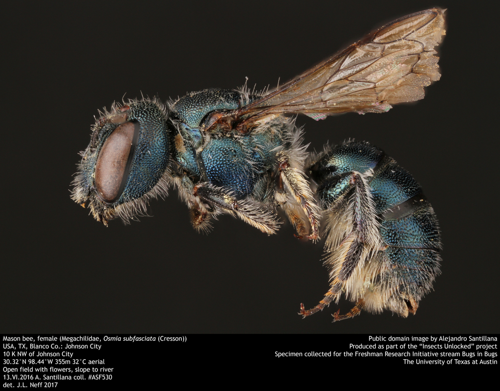 Osmia subfasciata