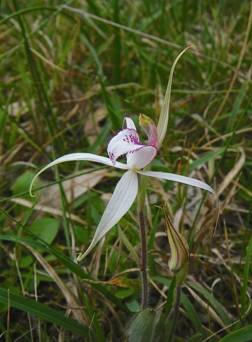 dwarf spider-orchid (Caladenia pumila)