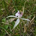 Dwarf Spider-Orchid - Photo (c) johneichler, some rights reserved (CC BY-NC), uploaded by johneichler