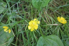 Ranunculus auricomus