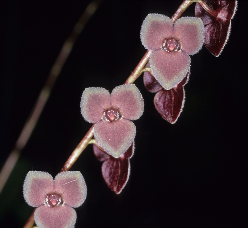 Stelis