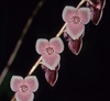 Leach Orchids - Photo (c) Derek Keats, some rights reserved (CC BY)