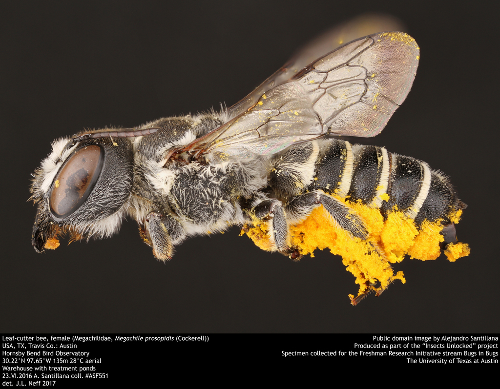 Megachile prosopidis