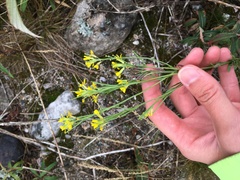 Erysimum virgatum