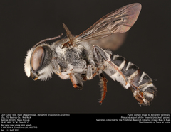 Megachile prosopidis