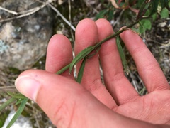 Erysimum virgatum