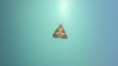 Evergestis politalis