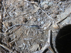 Porcellio ornatus