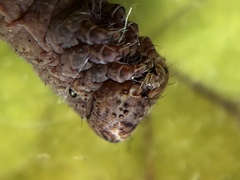 Hypomecis punctinalis