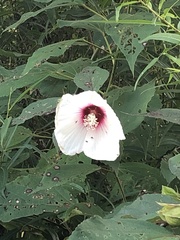 Hibiscus laevis