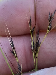 Schoenus cuspidatus