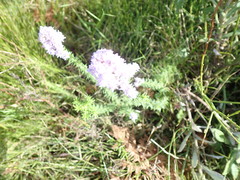 Pseudoselago verbenacea