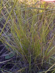 Schoenus cuspidatus