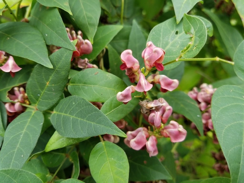 American groundnut