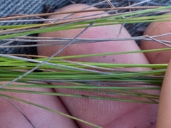 Schoenus cuspidatus