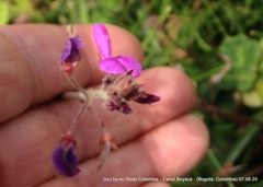 Desmodium molliculum