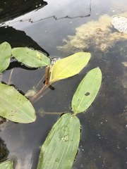 Potamogeton amplifolius
