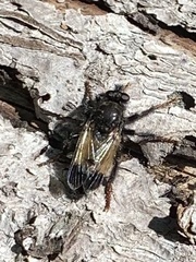 Cyrtopogon dasyllis