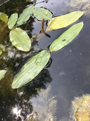 Potamogeton amplifolius