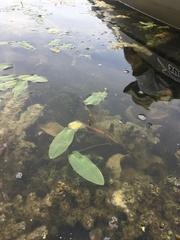Potamogeton amplifolius
