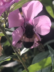 Volucella pellucens