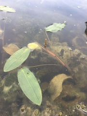 Potamogeton amplifolius