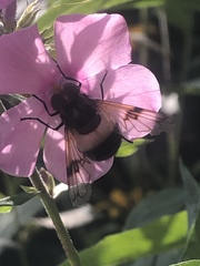 Volucella pellucens