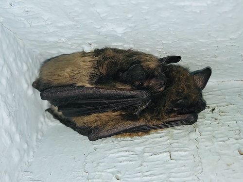 Big Brown Bat photographed in Connecticut
