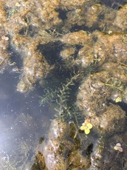 Elodea nuttallii